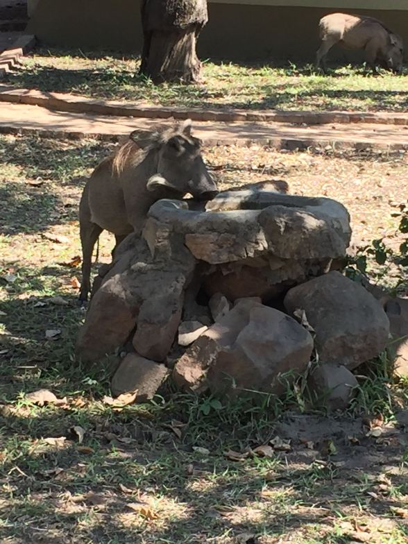 Warthogs in camp